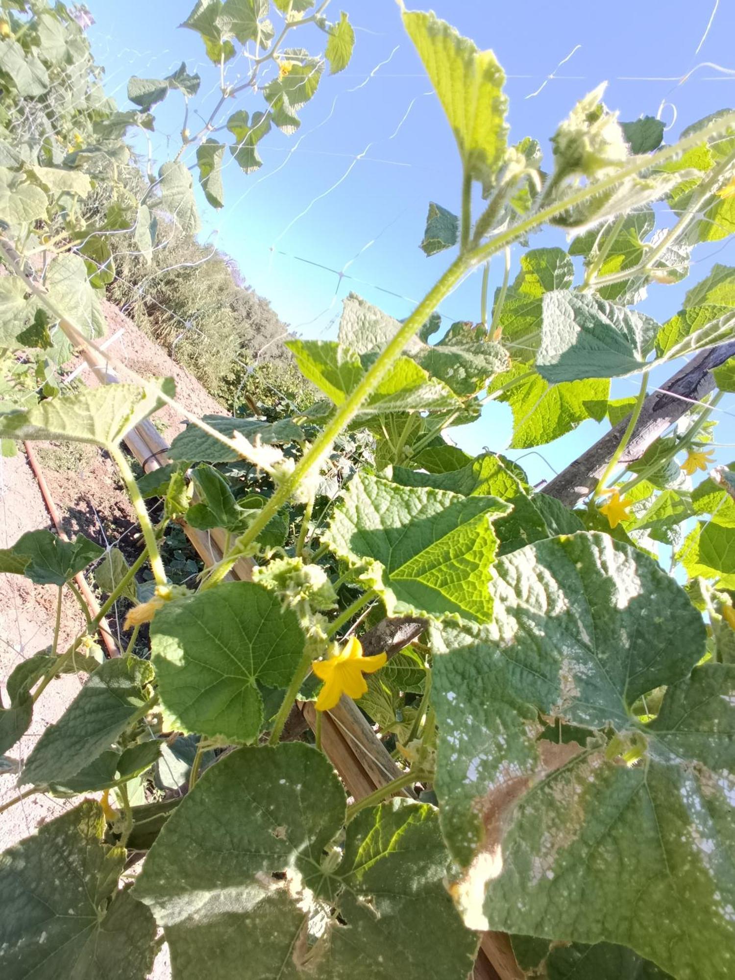 Agriturismo Le Campanelle - Sicilia - Cefalu Villa Lascari Luaran gambar